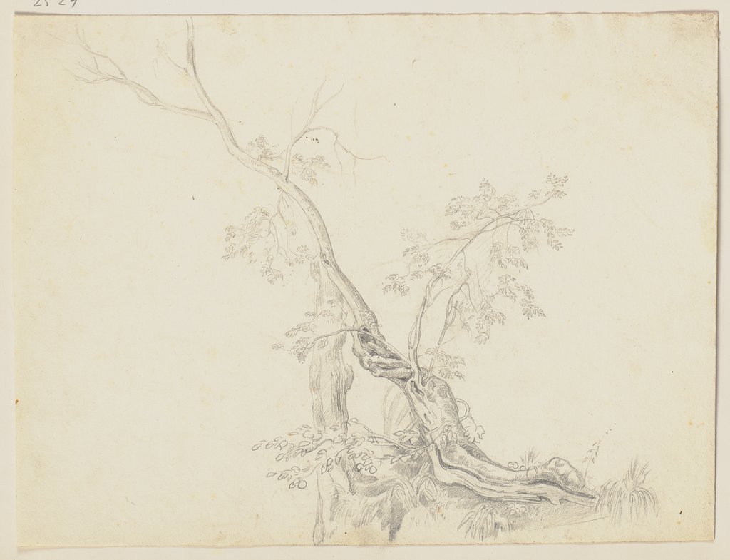 Bäume, Friedrich Metz