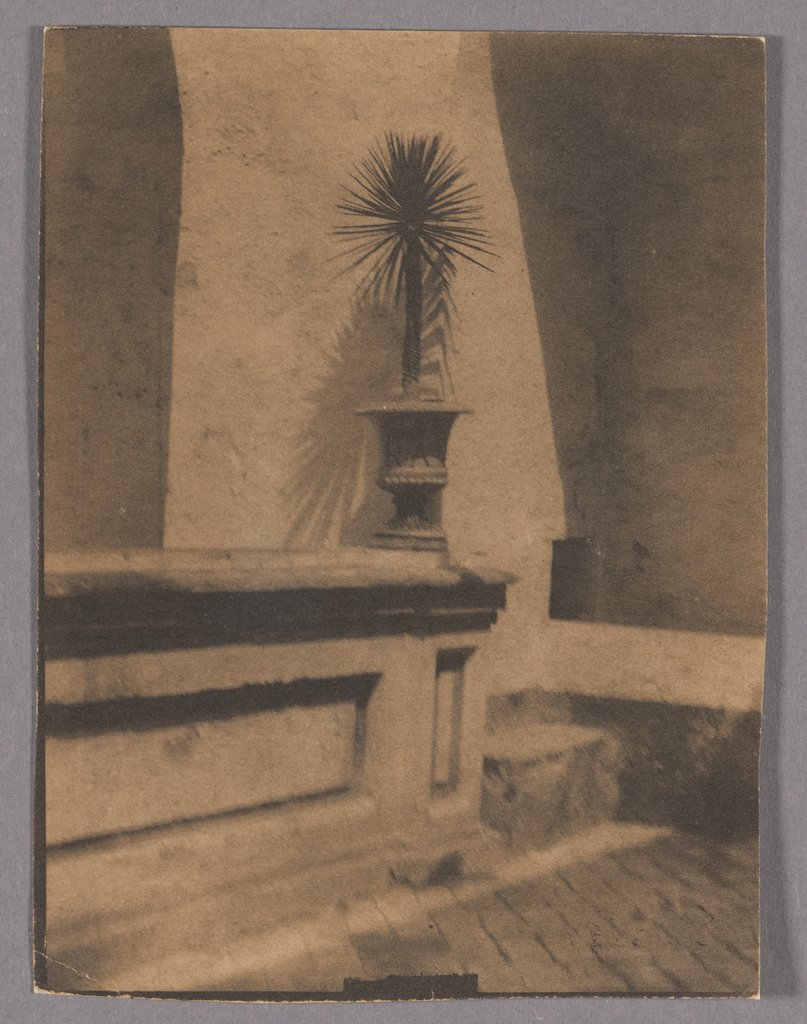 Topf mit kleiner Palme vor einer Mauer, Adolf DeMeyer