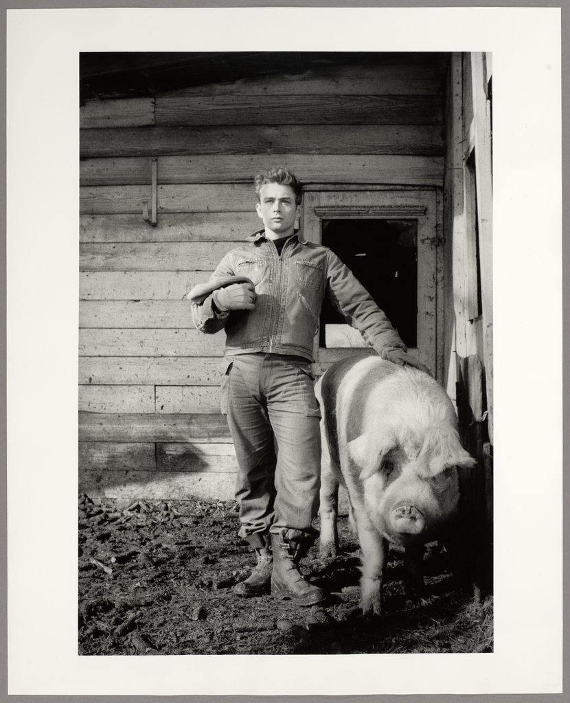 James Dean at Winslow Farm posing as an old Star Portrait with a Sow, Dennis Stock