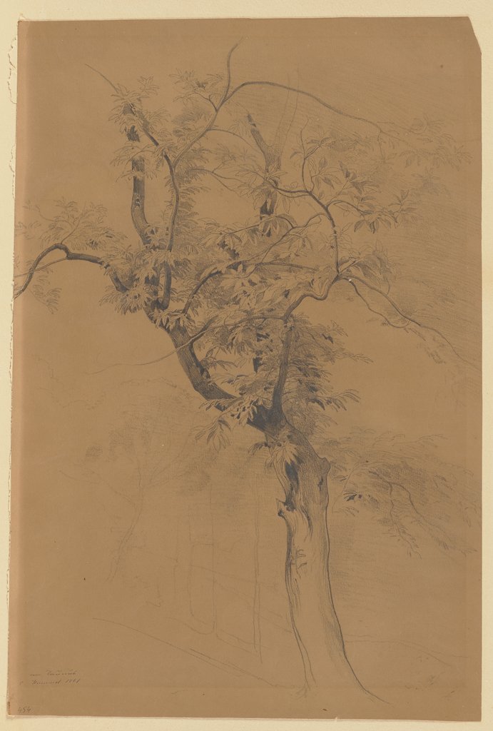 Baum im Taunus, Carl Maria Nicolaus Hummel
