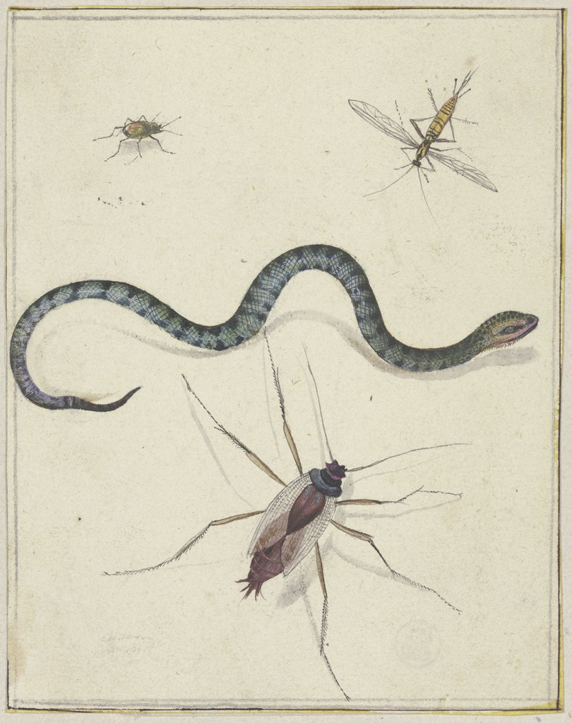 Drei unterschiedlich große Insekten und eine Schlange, Jacques de Gheyn II