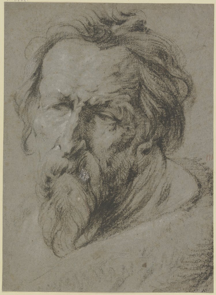 Kopf eines bärtigen Alten nach links, Anthonis van Dyck