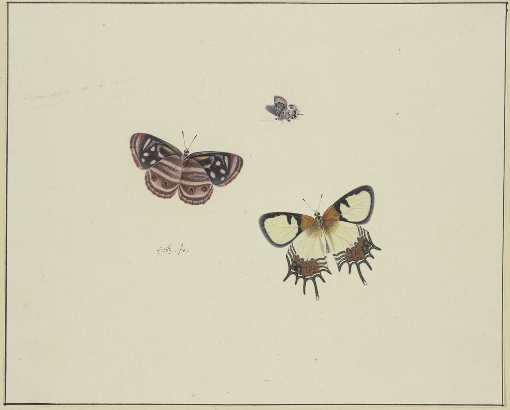 Drei Schmetterlinge, Herman Henstenburgh