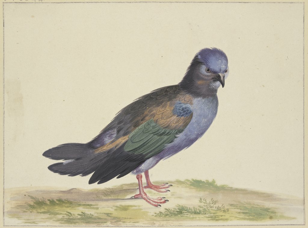 Eine blaue Taube mit grünen und schwarzen Flügeln, Herman Henstenburgh