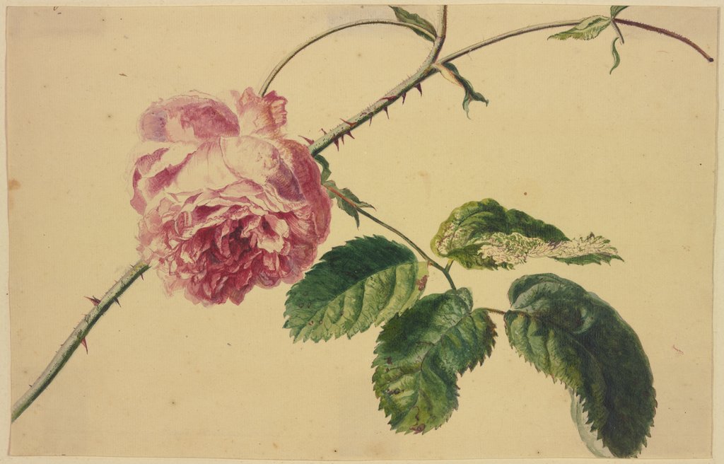Eine Rose, Jan van Huysum