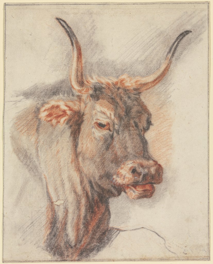 An ox head, Paulus Potter