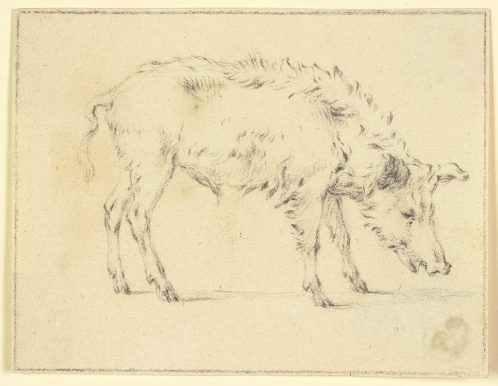 A pig to the right, Paulus Potter
