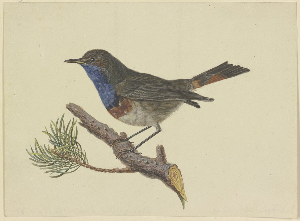 Blaukehlchen, auf einem Kiefernzweig sitzend, nach links, Ambrosius Gabler