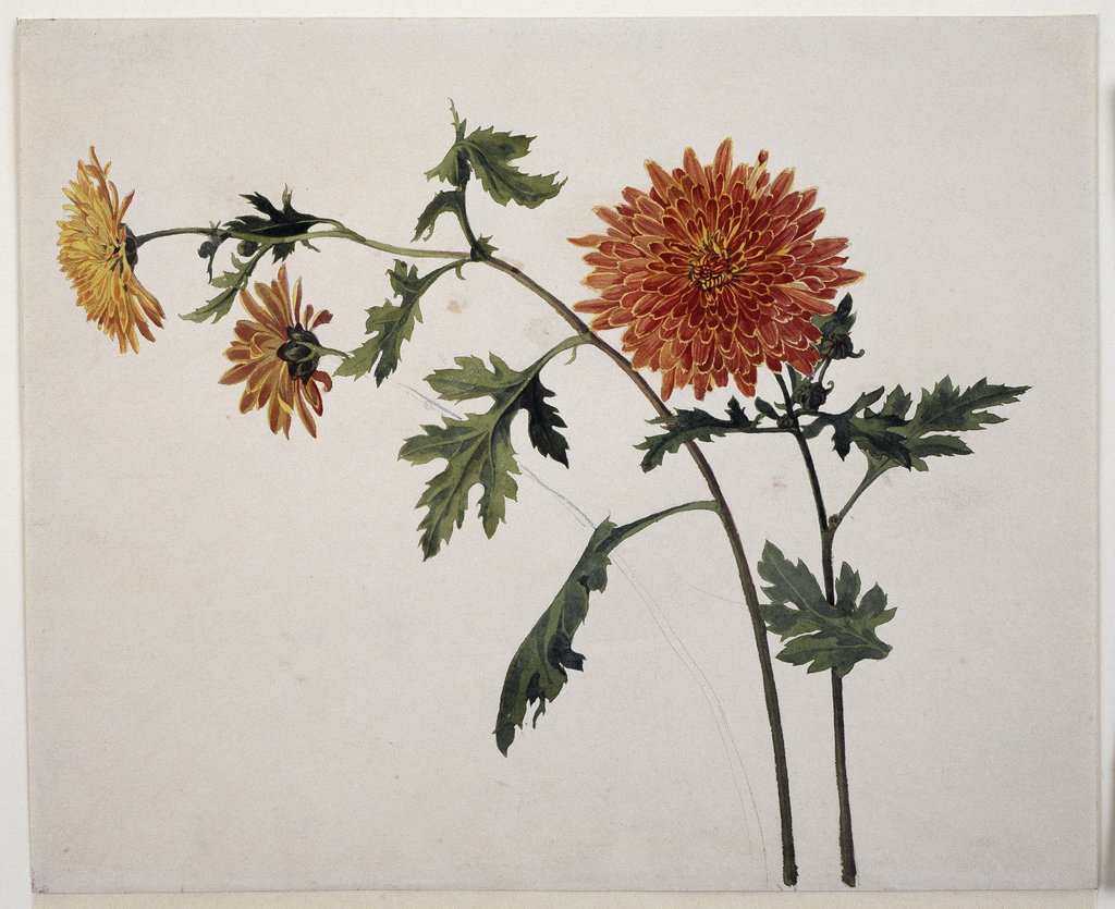 Chrysanthemen, Franz Horny