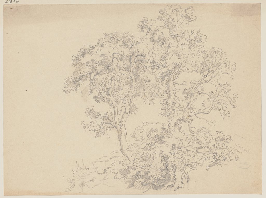 Zwei von Gebüsch umstandene Bäume, Friedrich Metz