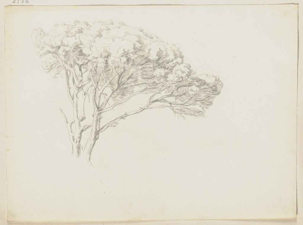 Tree, Friedrich Metz