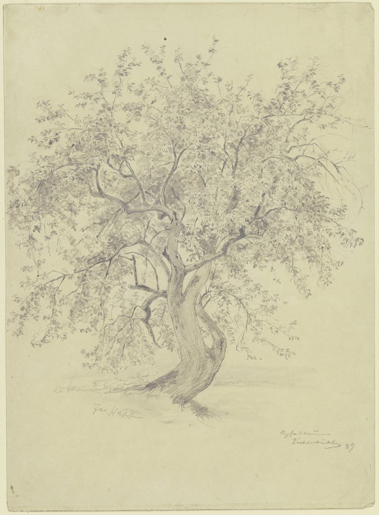 Apfelbaum am Eichenbühl, Jacob Happ