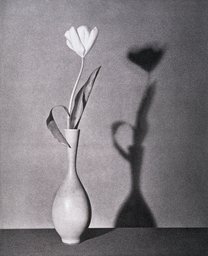 Untitled, from the series: Flowers