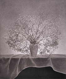 Untitled, from the series: Flowers