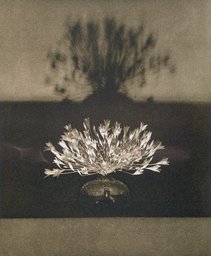 Untitled, from the series: Flowers