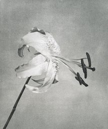 Untitled, from the series: Flowers