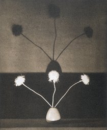 Untitled, from the series: Flowers