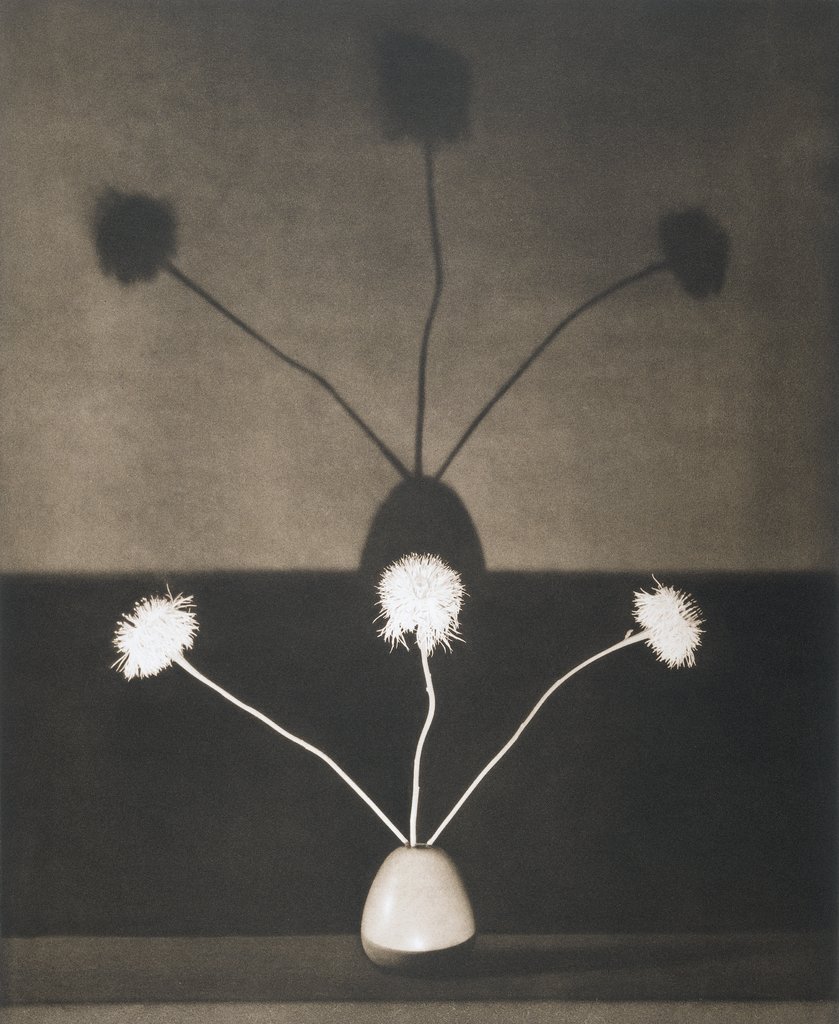 Untitled, from the series: Flowers, Robert Mapplethorpe
