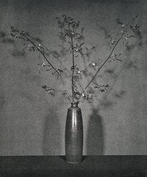 Untitled, from the series: Flowers