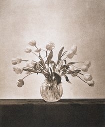 Untitled, from the series: Flowers