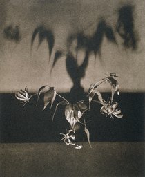 Untitled, from the series: Flowers