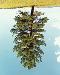 Ponderosa Pine I
