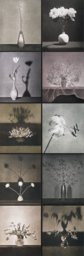 Ohne Titel, aus der Serie: Blumen