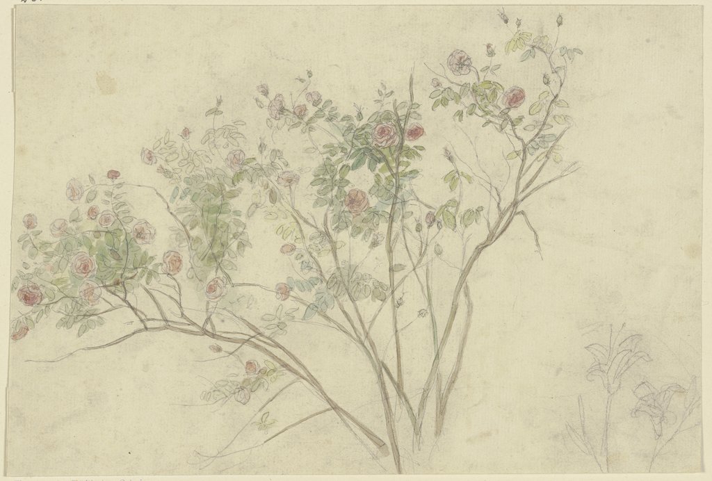 Branch with blooming roses, Peter Becker