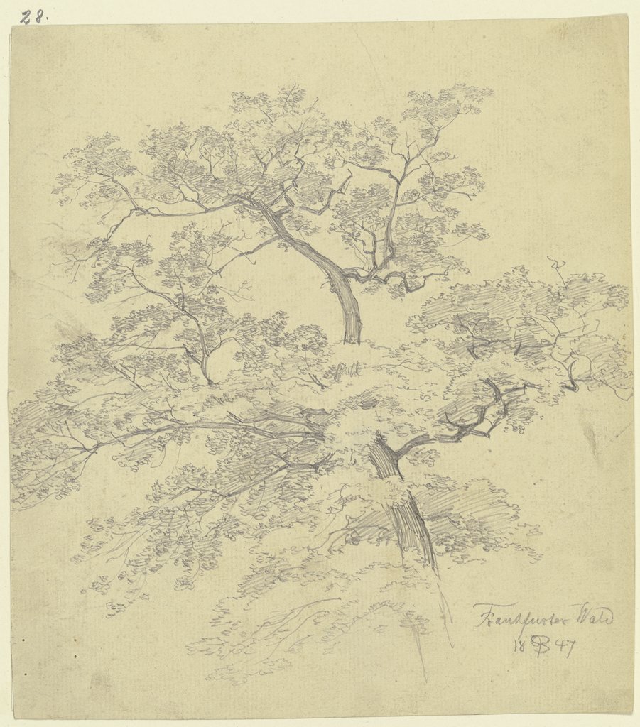 Treetop, Peter Becker