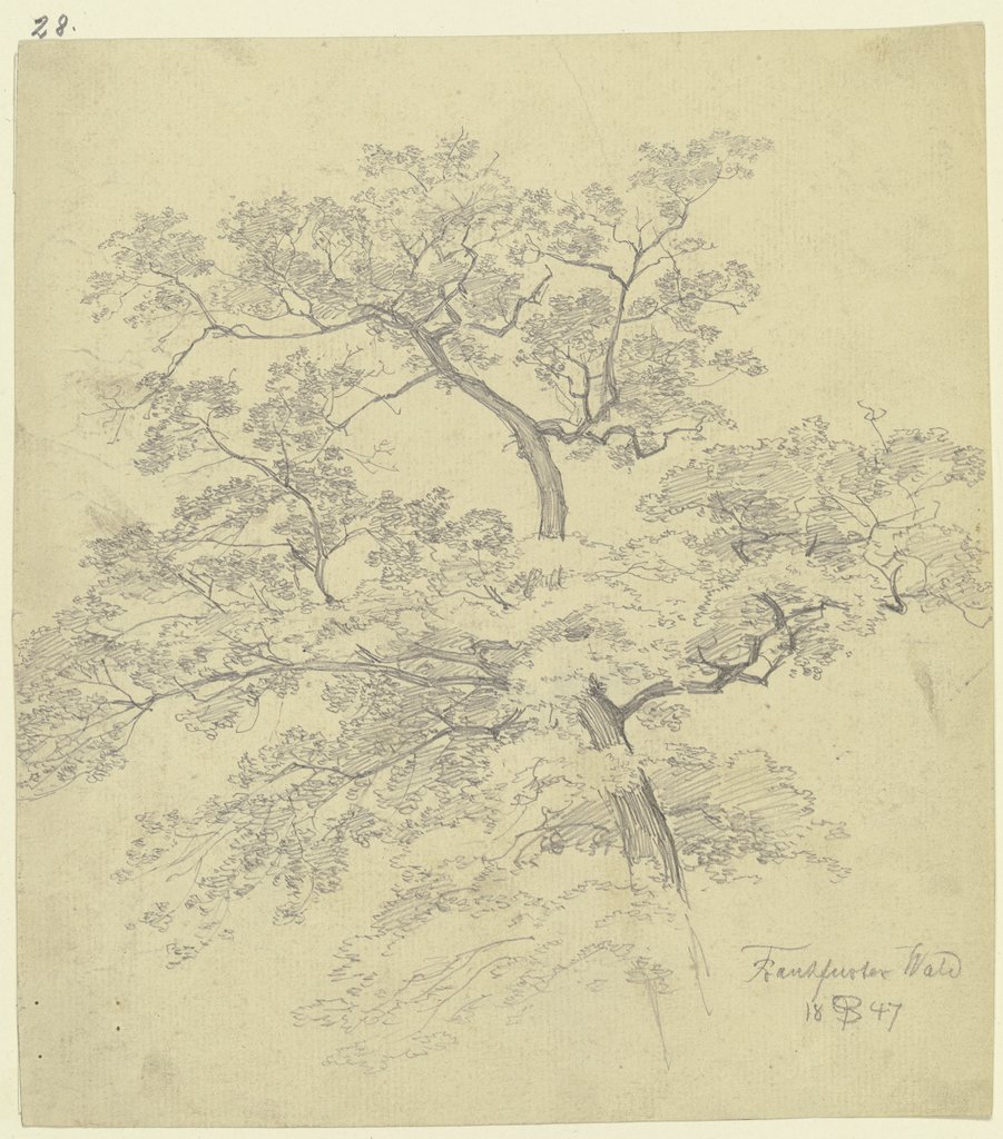 Treetop, Peter Becker