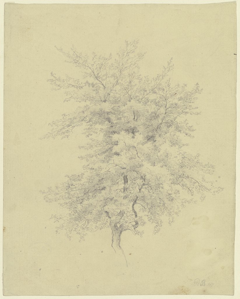 Treetop, Peter Becker