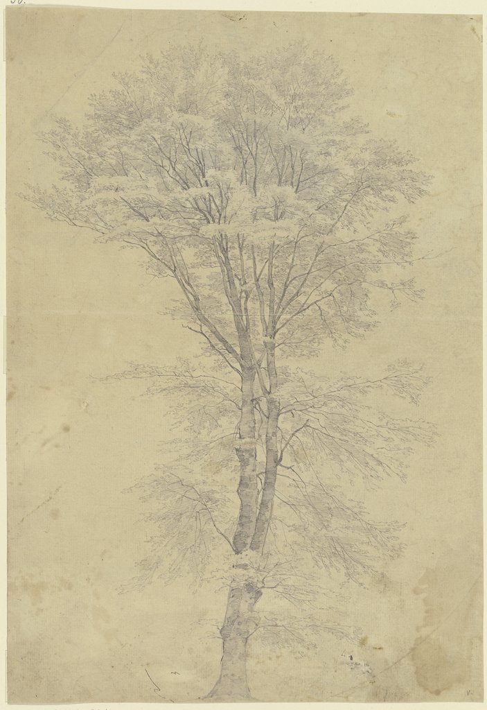 Tree, Peter Becker