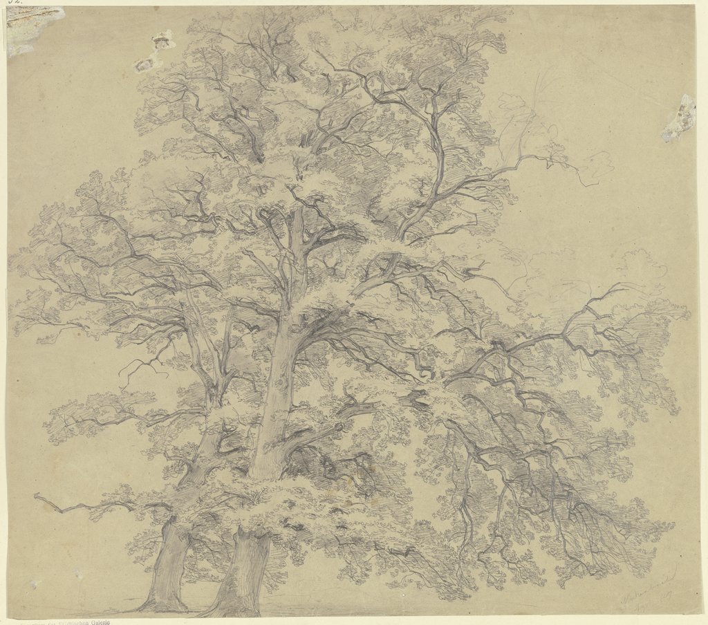 Two trees in Medenbach, Peter Becker