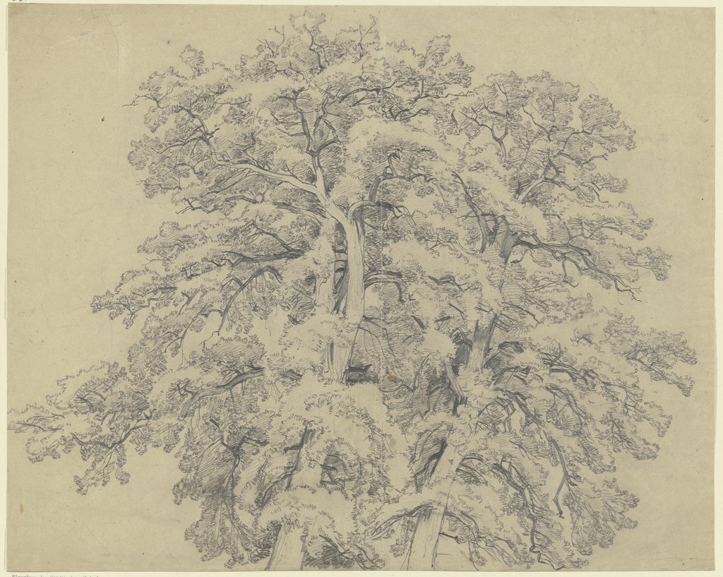 Oak tree top, Peter Becker