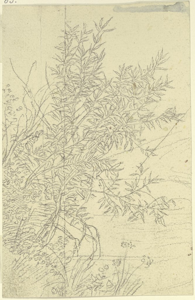 Strauch, Peter Becker