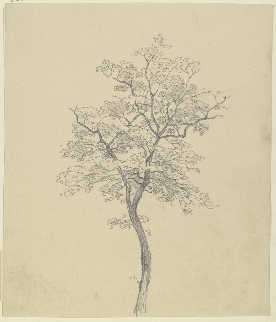 Junger Baum, Peter Becker