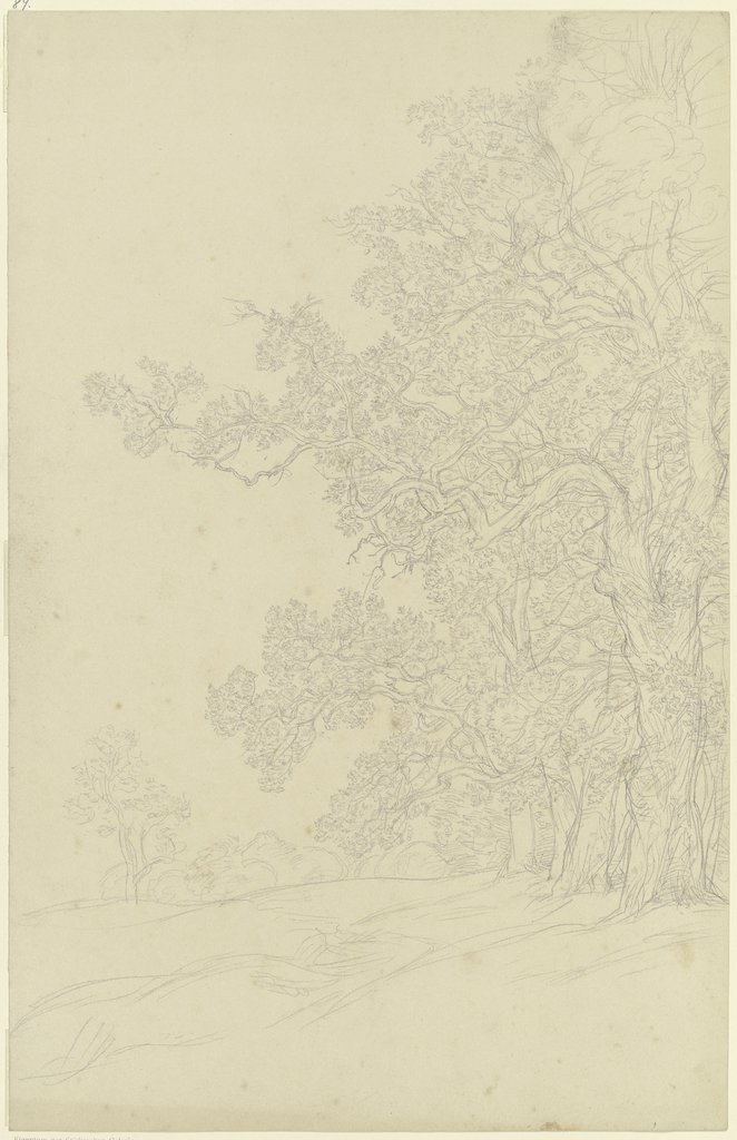 Eichbäume am Waldrand, Peter Becker