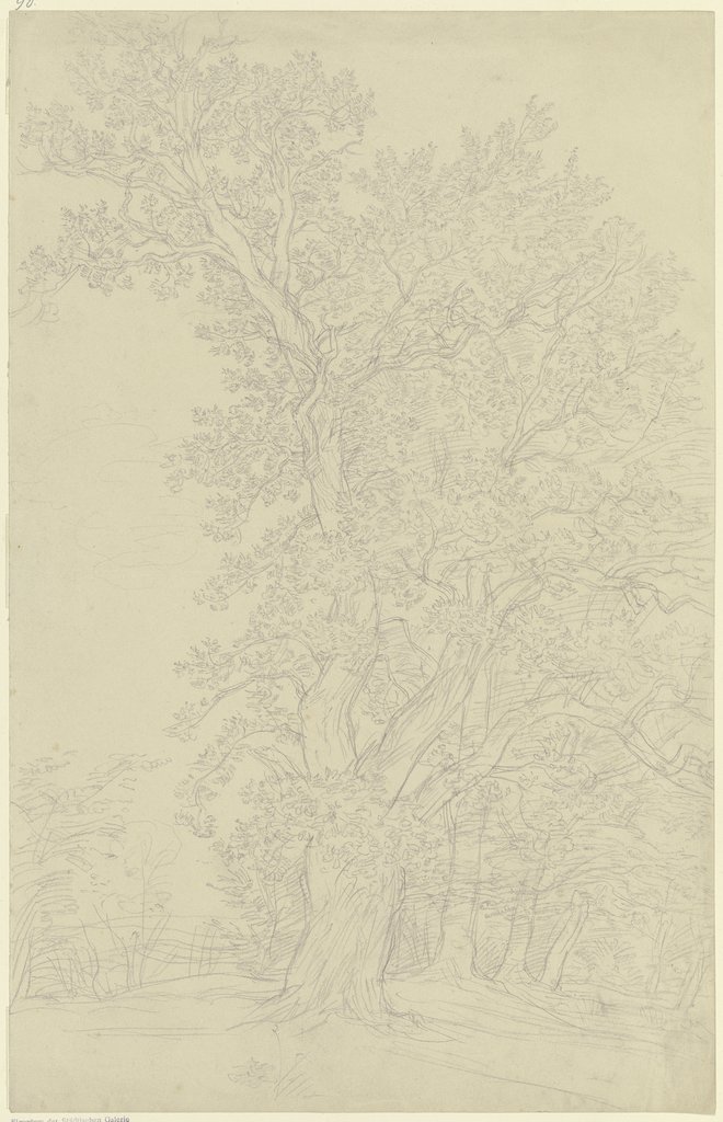 Oak trees, Peter Becker