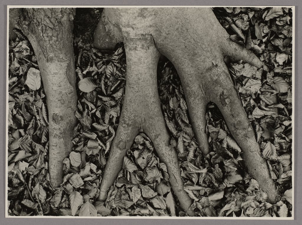 Propping roots, copper beech, Fagus sylvatica, Fagaceae, Folkwang Auriga Publishing House;   attributed