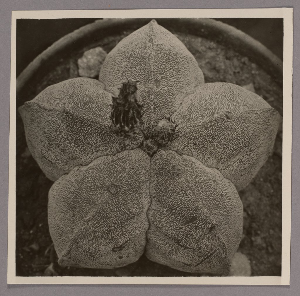 Echinocactus myriostigma, Folkwang-Auriga Verlag