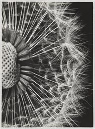 Fred Koch;   zugeschrieben, Folkwang-Archiv, Löwenzahn, Pusteblume, Taraxacum officinalis, 1933 – 1935