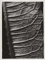 Untitled (Dipsacus, leaf), Lotte Jacobi, Folkwang Auriga Publishing House;   attributed