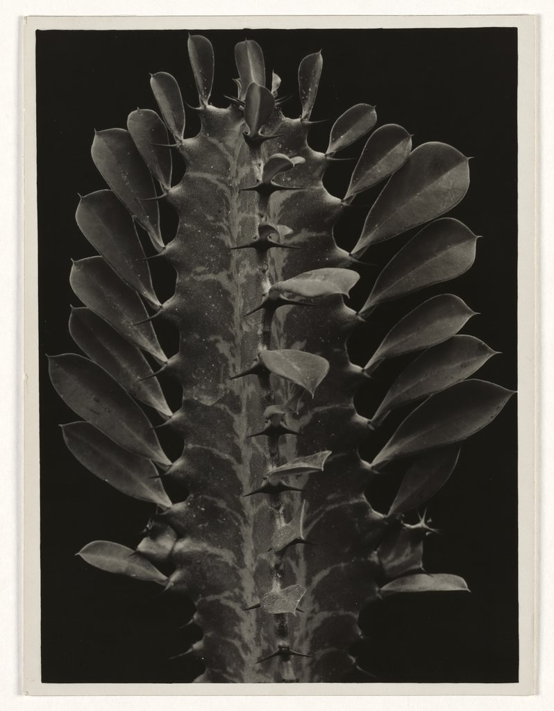 Euphorbia trigona, Albert Renger-Patzsch;   attributed, Folkwang Auriga Publishing House