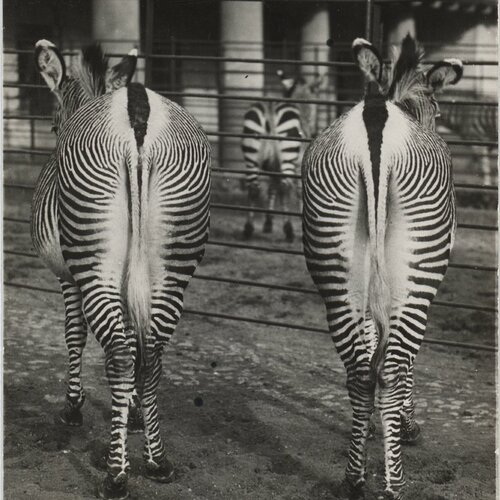 Untitled (Berlin Zoological Garden, Two Zebras from Behind), Friedrich Seidenstücker