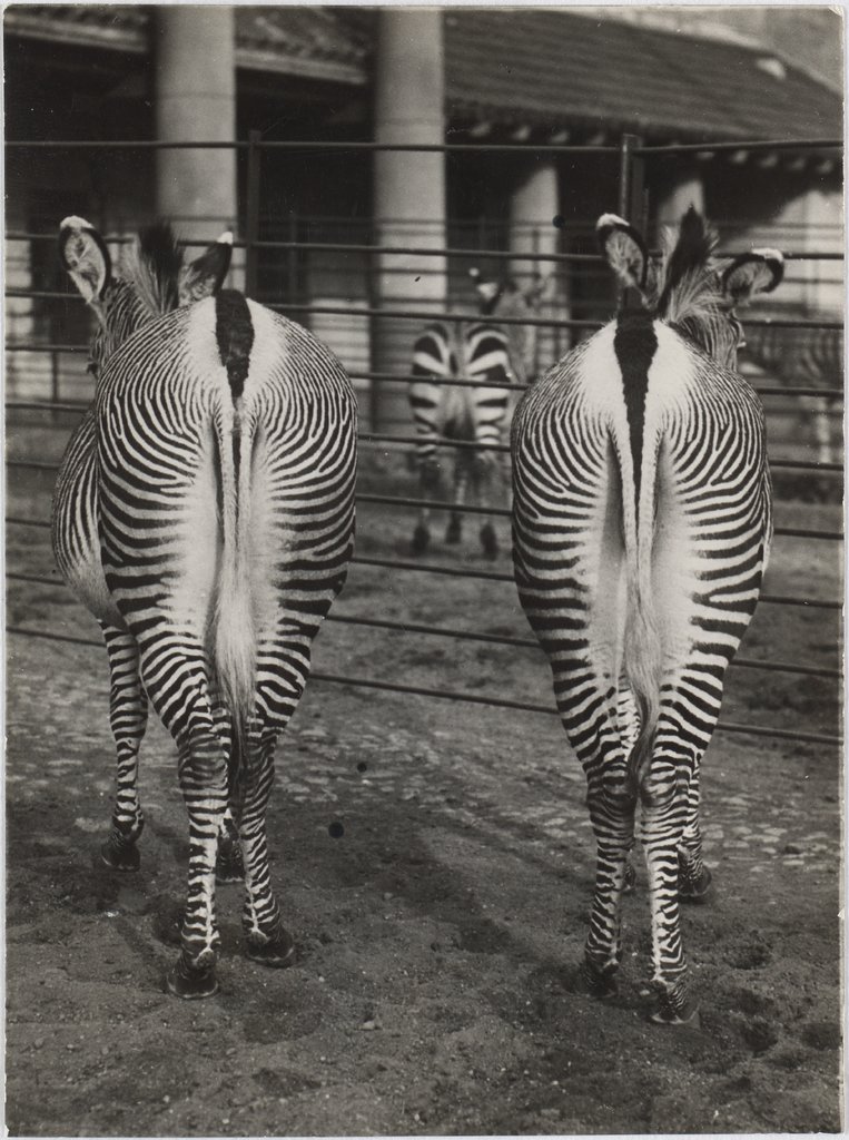 Untitled (Berlin Zoological Garden, Two Zebras from Behind), Friedrich Seidenstücker