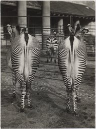 Friedrich Seidenstücker, Ohne Titel (Zoologischer Garten Berlin, zwei Zebras von hinten), 1935