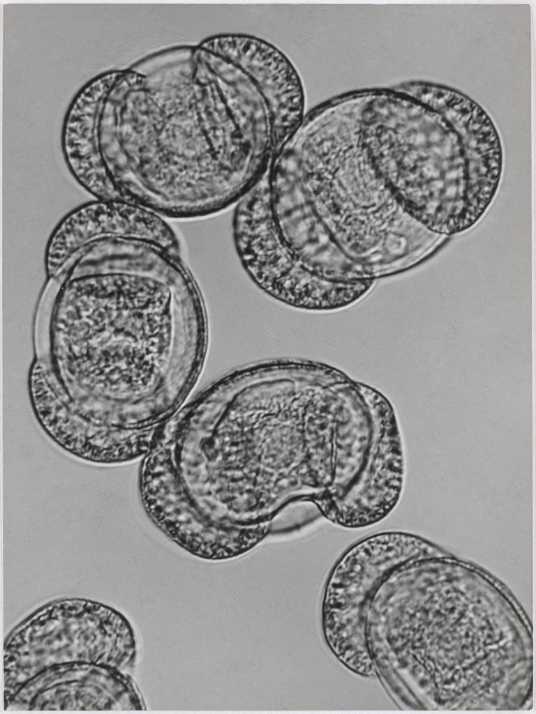 Kiefer, Pinus phanerogam, Pollen, 1000:1, Carl Strüwe