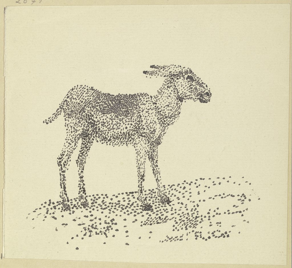 Donkey, Rudolf Gudden