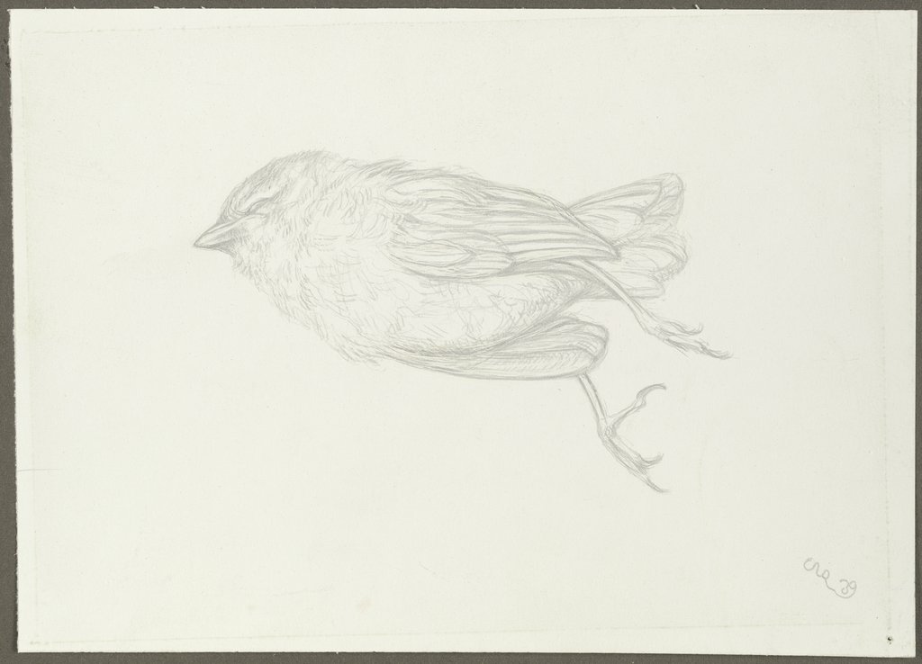 Dead bird, Karl Anton Reichel