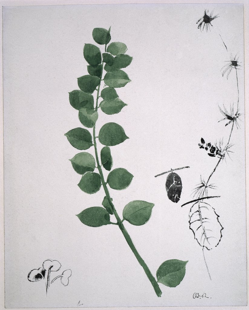 Pflanzenstudie "Histoire Naturelle", Odilon Redon